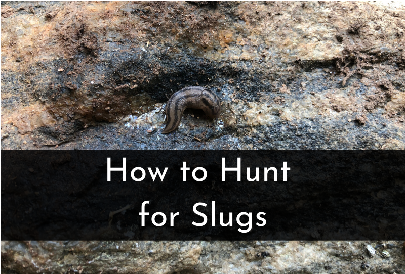 How to Find a Slug (Hiding Places & Where to Look Explained) How to Find a Slug (Hiding Places & Where to Look Explained)