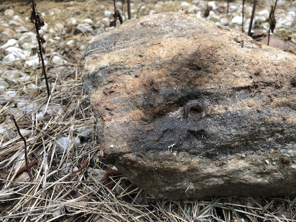 The perfect slug hiding spot, a shady rock