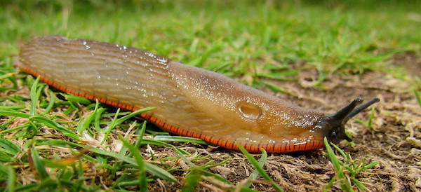 A slug in grass