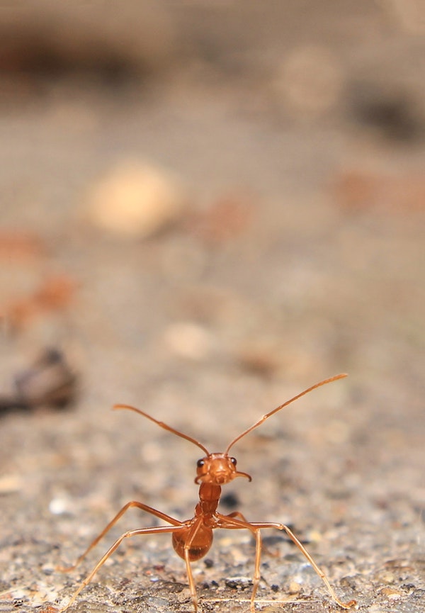 A red ant