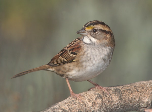 A brown sparrow
