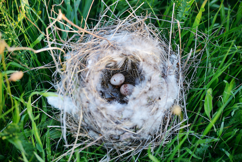 Bird nest with eggs in grass