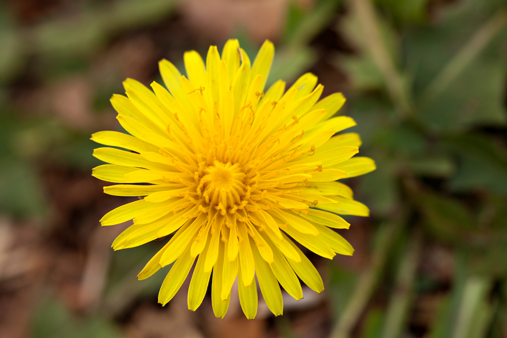 Is a dandelion a weed or a flower?